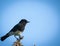 Photograph of beautiful pied bush chat bird Â 